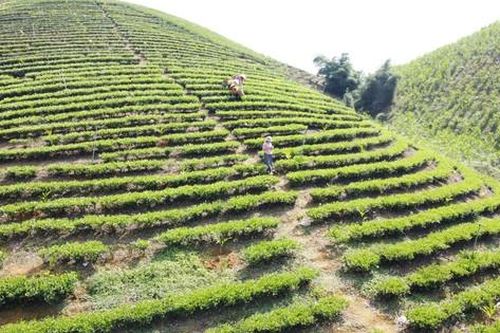 Từ cây chè phủ xanh đất trống đến 'cây sinh kế bạc tỷ' vùng cao Thanh Hóa