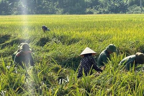 Công an đội mưa xuống đồng cứu lúa và 'lá đơn cảm ơn' khiến ai đọc cũng ấm lòng