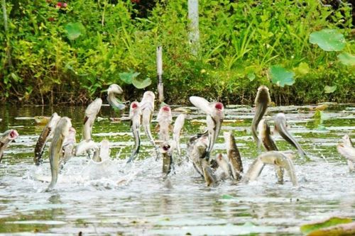 Loại cá sống dưới bùn ở Đồng Tháp, nghe tên dân dã nhưng từng là đặc sản tiến vua