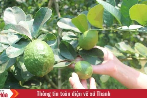 Chanh vàng Mỹ - hướng đi mới cho nông dân Cẩm Tân
