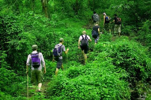 Phạt nặng các hành vi vi phạm, lấn chiếm, sử dụng môi trường rừng trái quy định