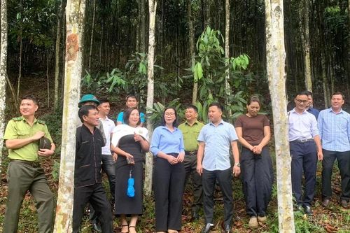 Xã Tân Hợp tổ chức Hội thảo chuyên đề về phát triển quế hữu cơ và chế biến sâu