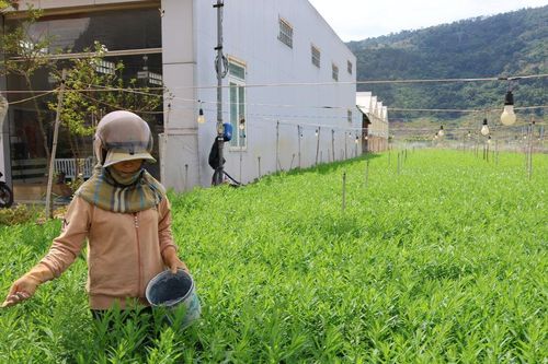 Chủ động thích ứng khi giá vật tư nông nghiệp tăng cao