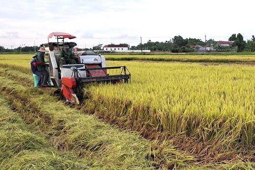 Hiệu quả từ đổi mới tổ chức sản xuất