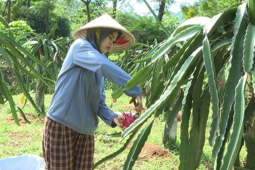'Trái ngọt' trên vùng đồi Tràng Xá
