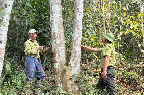 Hướng đi bền vững từ trồng rừng gỗ lớn