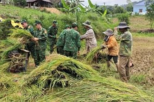 Giúp người dân vùng biên giới thu hoạch lúa