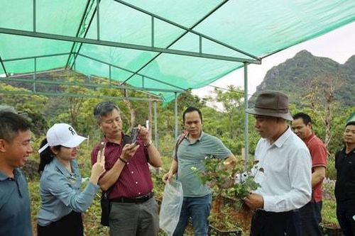 Đánh thức giá trị sâm Ắng Bằng - Phúc Sơn