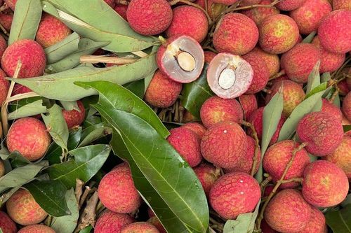 Nguyên nhân nào khiến giá vải tươi năm nay có giá cao chót vót?
