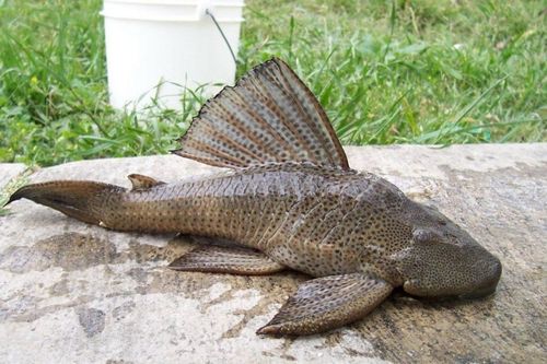 Loài cá càng bẩn càng sống khỏe, thịt chứa nhiều kim loại nặng