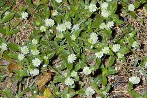 Điều trị bệnh gout từ thảo dược