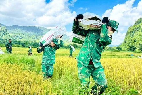 Bộ đội Biên phòng Quảng Trị hỗ trợ đồng bào khẩn trương thu hoạch lúa