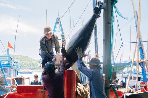 Ngư dân trúng đậm cá ngừ đại dương
