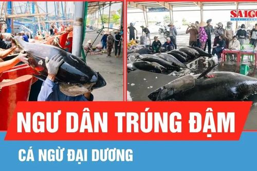Ngư dân trúng đậm cá ngừ đại dương
