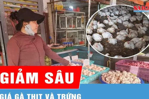 Giá gà thịt và trứng giảm sâu