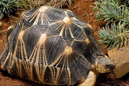 Loài rùa được ví như 'mặt trời sống' đang trên đà tuyệt chủng ở Madagascar