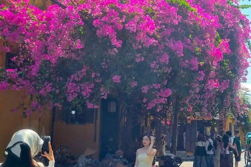 Du khách 'phát sốt' mùa hoa giấy Hội An