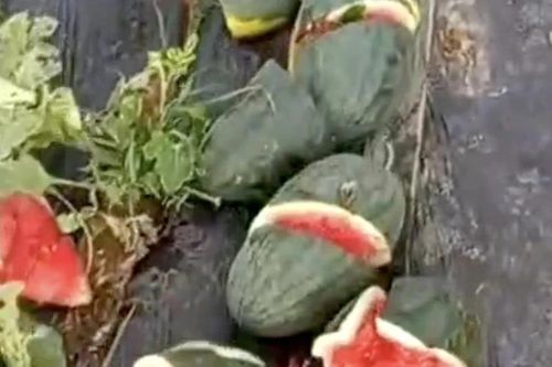 Xót xa ruộng dưa hấu bị phá nát sát ngày thu hoạch