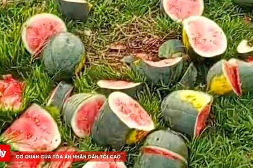 Công an vào cuộc vụ ruộng dưa hấu bị chặt phá