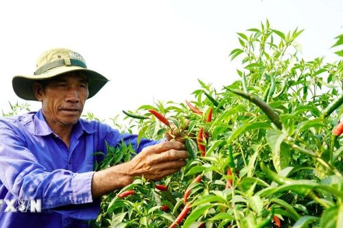 Doanh nghiệp 'kéo' nông nghiệp miền núi vào chuỗi giá trị