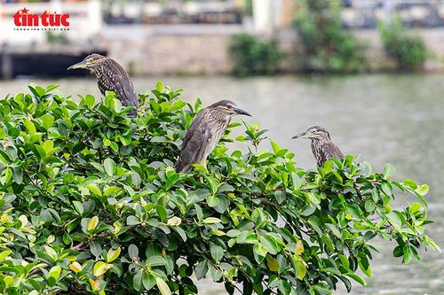 Đàn cò, diệc xuất hiện dày đặc quanh Hồ Gươm