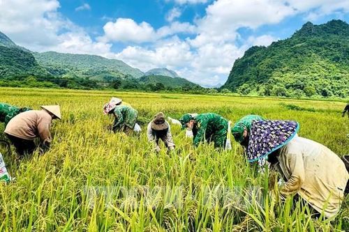 'Mùa vàng' thắm tình quân dân Quảng Trị