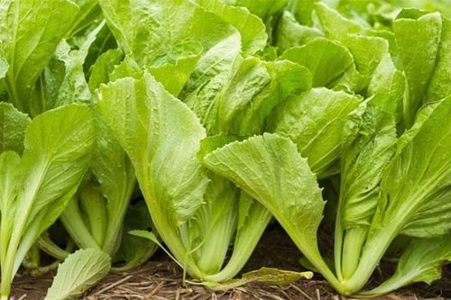 Loại rau được người Nhật đặc biệt yêu thích, ở Việt Nam bán đầy chợ với giá rất bình dân