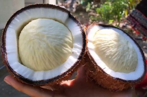 3 bộ phận của quả dừa thường bị bỏ phí, hóa ra dùng được đủ cách