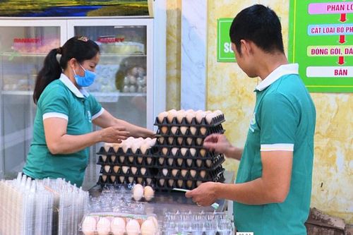 Giá trứng gia cầm tăng cao trở lại