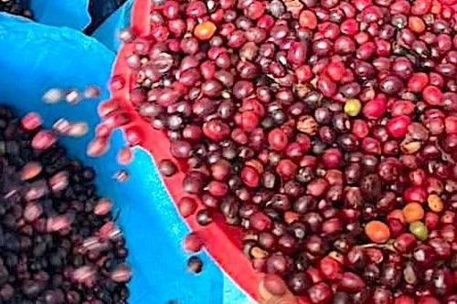 Cà phê quay đầu giảm giá, lùi về mức 86.500 đồng/kg