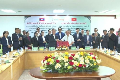Ủy ban chính quyền tỉnh Champasak và Tập đoàn HAGL ký kết hợp tác trồng 5.000 ha cà phê