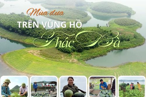 Mùa dưa trên vùng hồ Thác Bà