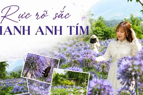 Rực rỡ sắc thanh anh tím