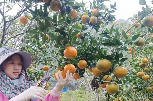 Đổi thay ở xã biên giới Pha Long