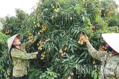 Vải chín sớm Hùng Long sản lượng giảm, giá ổn định