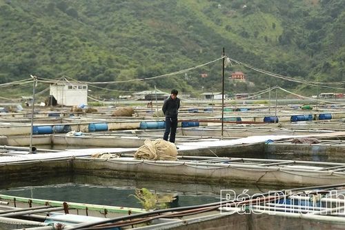 Hướng tới xây dựng thương hiệu riêng cho thủy sản Phú Thọ