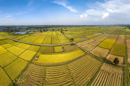 Quảng Trị muôn vẻ: Mùa gặt