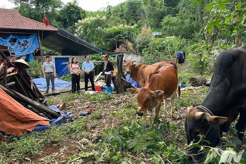 Kiểm tra mô hình hỗ trợ sinh kế cho hộ nghèo tại Nghinh Tường