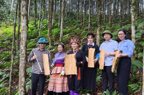 Xã Tân Hợp, Lào Cai thu hút doanh nghiệp chế biến sâu về quế nhằm nâng cao giá trị