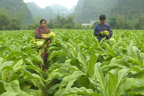 Doanh nghiệp đồng hành, chính quyền vào cuộc - Giữ vững vị thế cây trồng chủ lực xóa nghèo