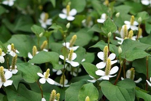 Cú 'lội ngược dòng' ngoạn mục: Từ cây mọc la liệt sau vườn thành 'mỏ vàng' nông sản sạch và dược liệu, vươn ra thị trường quốc tế