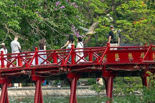 Chim hoang dã tạo khung cảnh yên bình giữa phố thị Hà Nội
