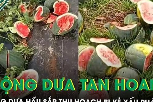 Ruộng dưa hấu sắp thu hoạch của người nông dân nghèo bị phá nát, khổ chủ tiết lộ từng bị đe dọa