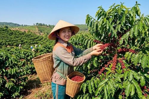 Giá cà phê hôm nay 11.5: Ổn định sau nhịp điều chỉnh cuối tuần