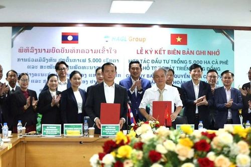 Gia Lai: Tập đoàn HAGL và tỉnh Champasak hợp tác Dự án trồng 5.000ha cà phê