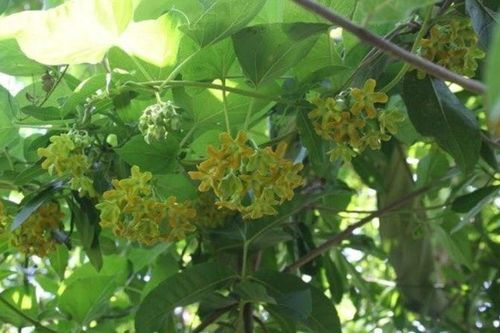 7 lý do tại sao nên trồng giàn thiên lý trong sân nhà