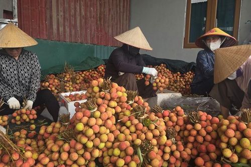 Hải Phòng: Vải u trứng bước vào vụ thu hoạch nhưng không được giá