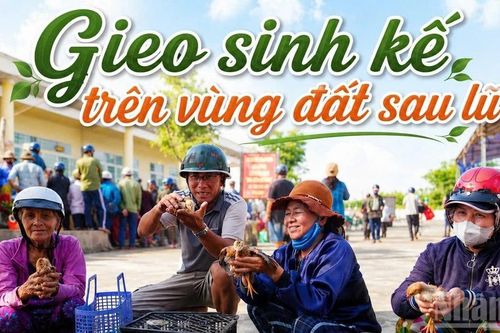 Gieo sinh kế trên vùng đất sau lũ