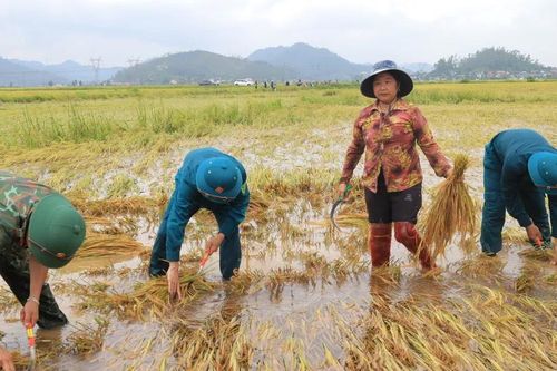 Nghệ An: Khẩn trương giúp dân gặt lúa đổ ngã sau thiên tai