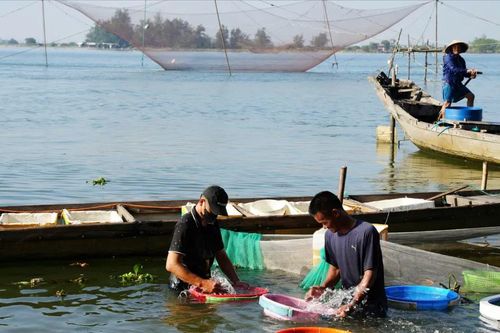 Ngư dân thu tiền triệu mỗi đêm nhờ đánh bắt cá rò ở cửa biển Thuận An